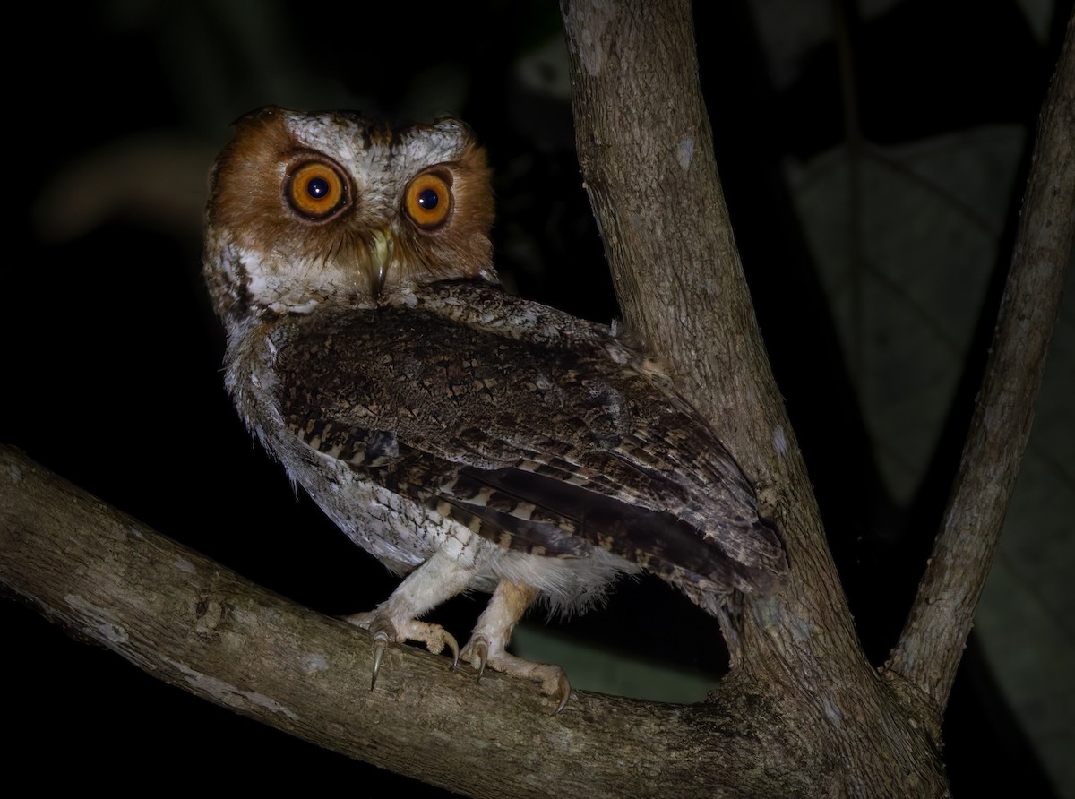 Negros Scops-Owl - ML639362017