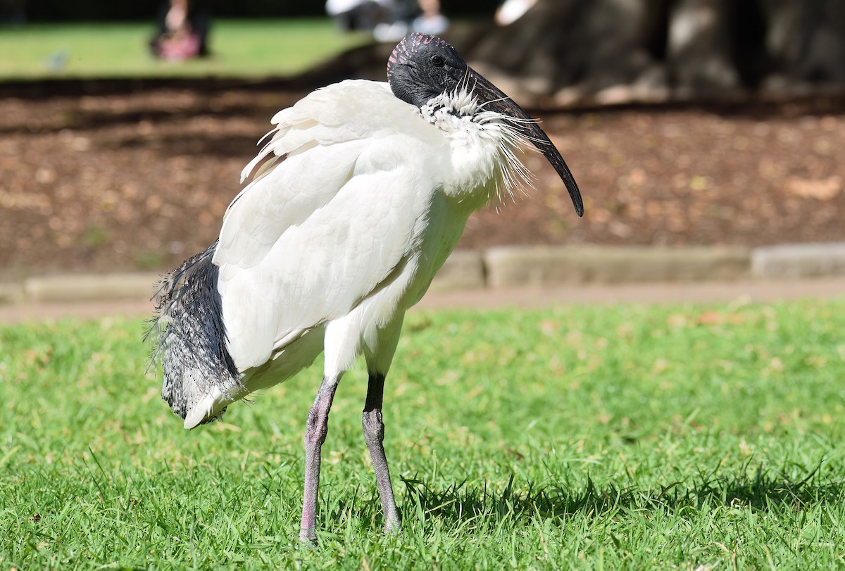 Australian Ibis - ML639362071