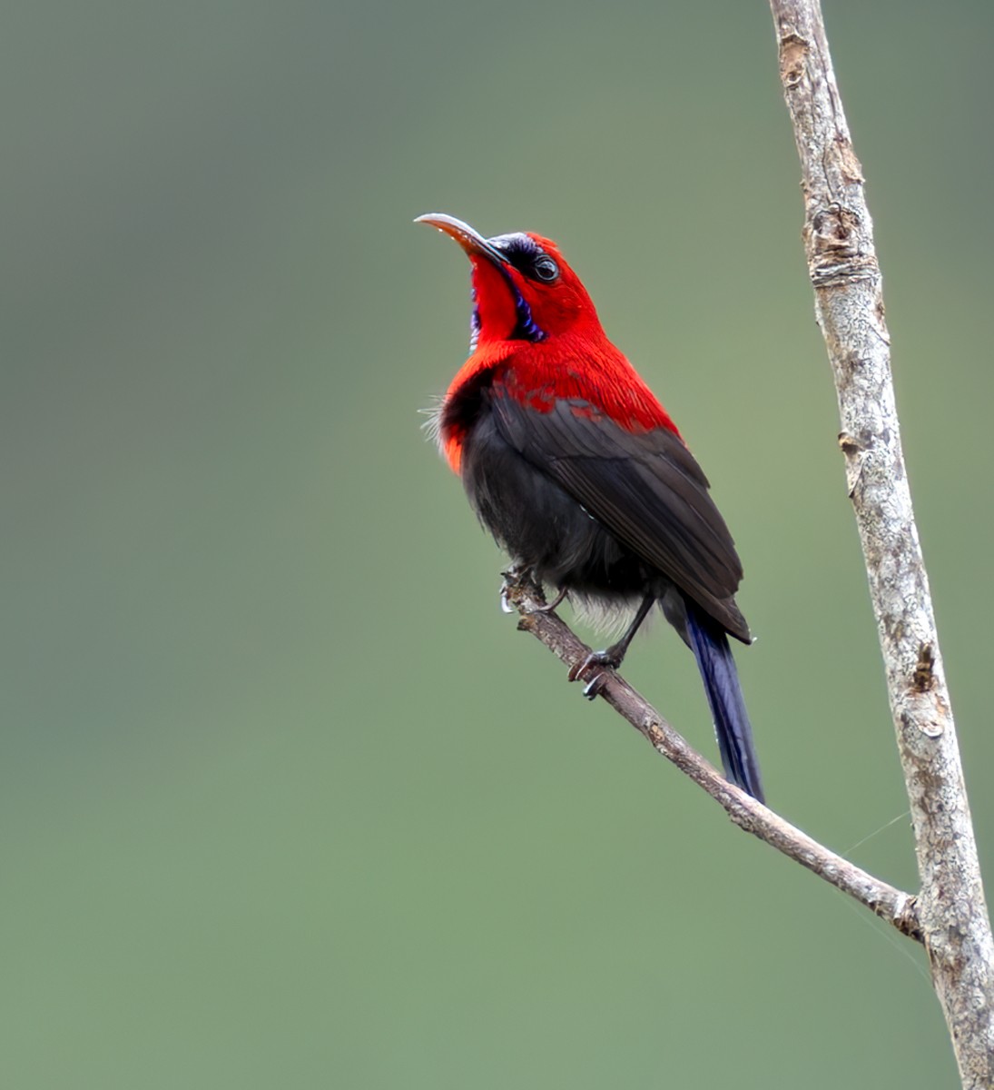Magnificent Sunbird - ML639362251