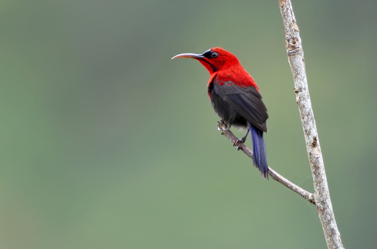 Magnificent Sunbird - ML639362252