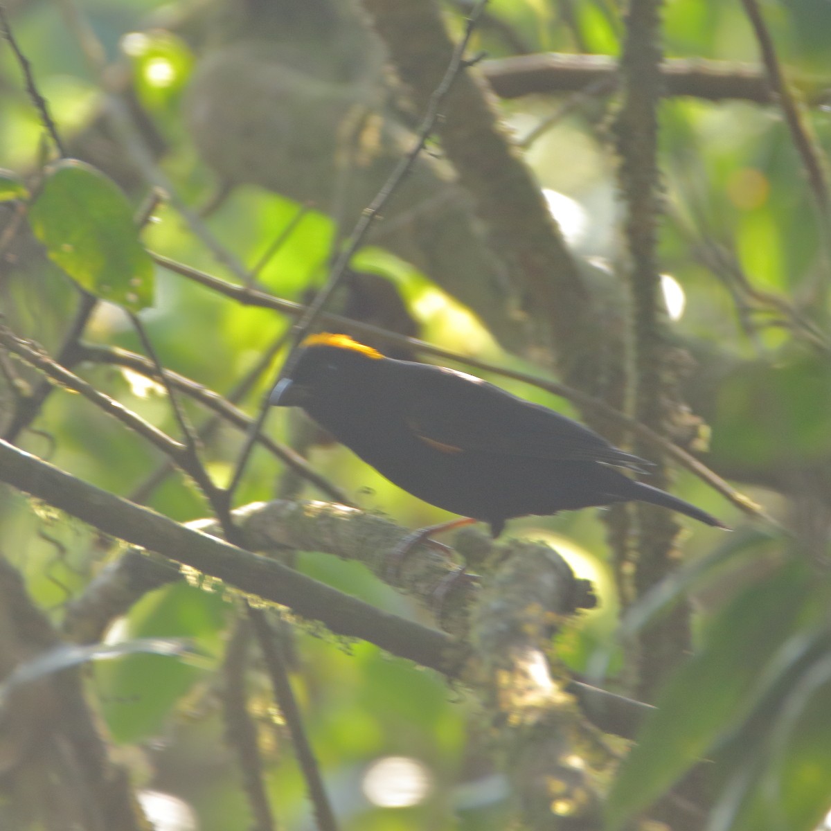 Gold-naped Finch - ML639362299