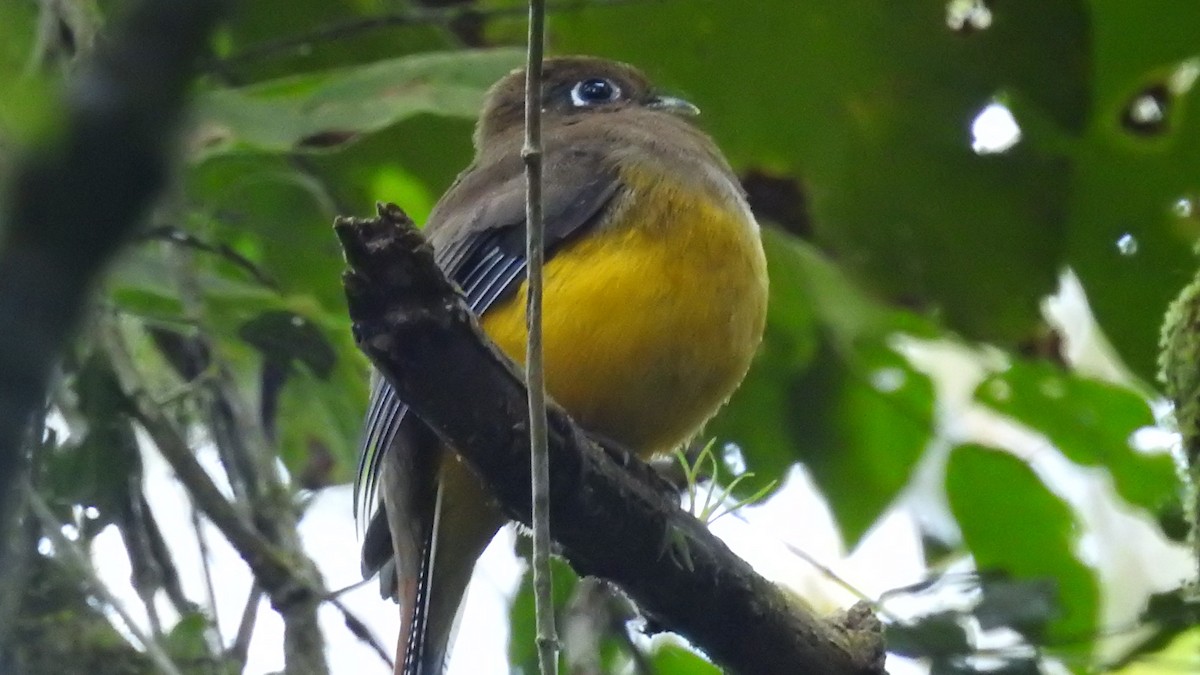 Atlantic Black-throated Trogon (Southern) - ML639362345