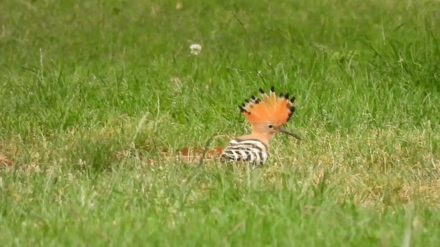 Eurasian Hoopoe - ML639362346