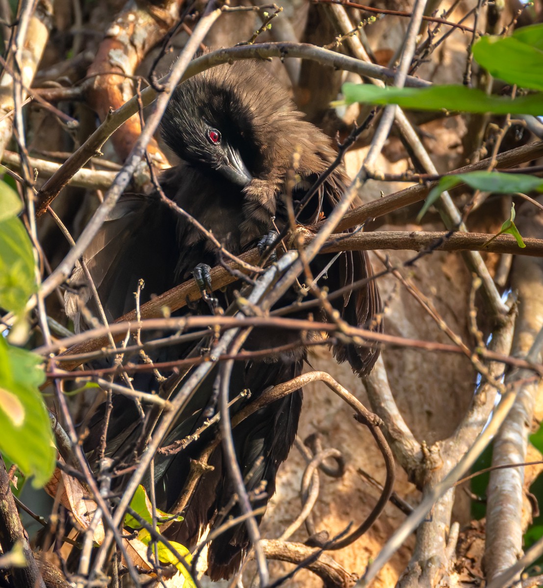 Black-hooded Coucal - ML639362376