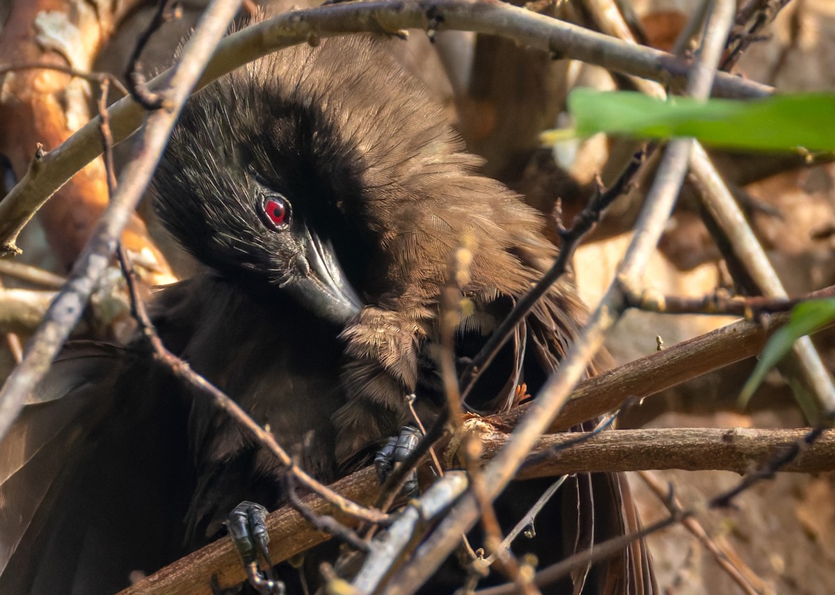 Black-hooded Coucal - ML639362377