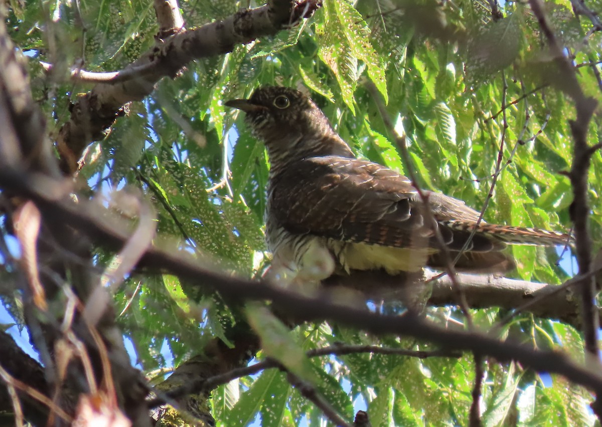 Common Cuckoo - ML639362379