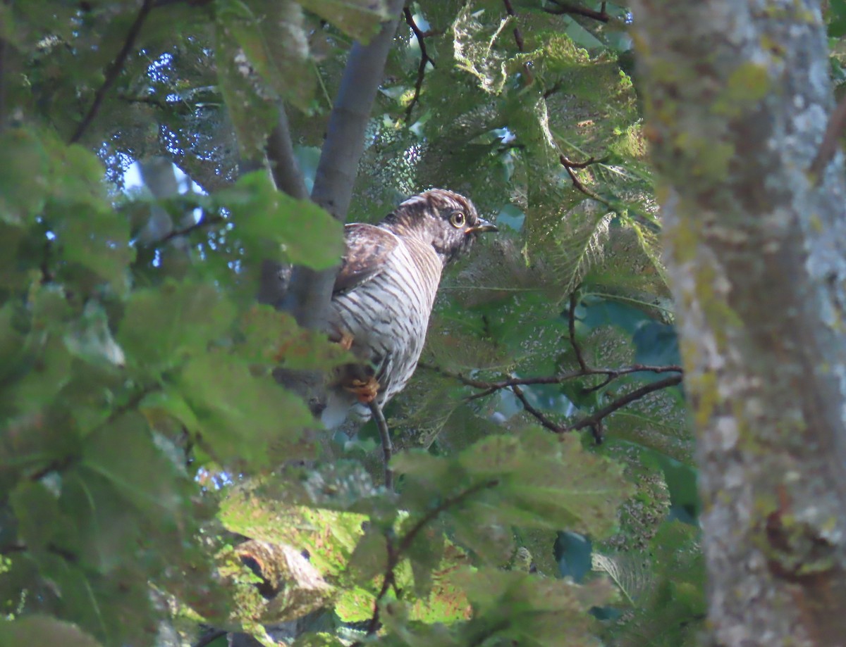 Common Cuckoo - ML639362380
