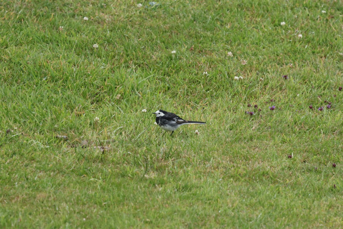 White Wagtail (British) - ML639362416