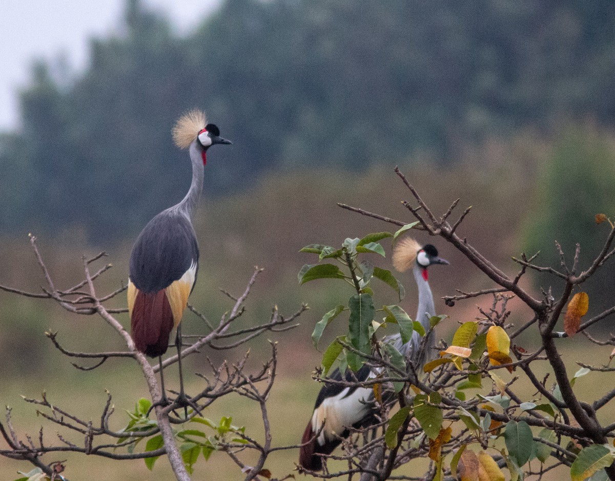 Gru coronata orientale - ML639362475