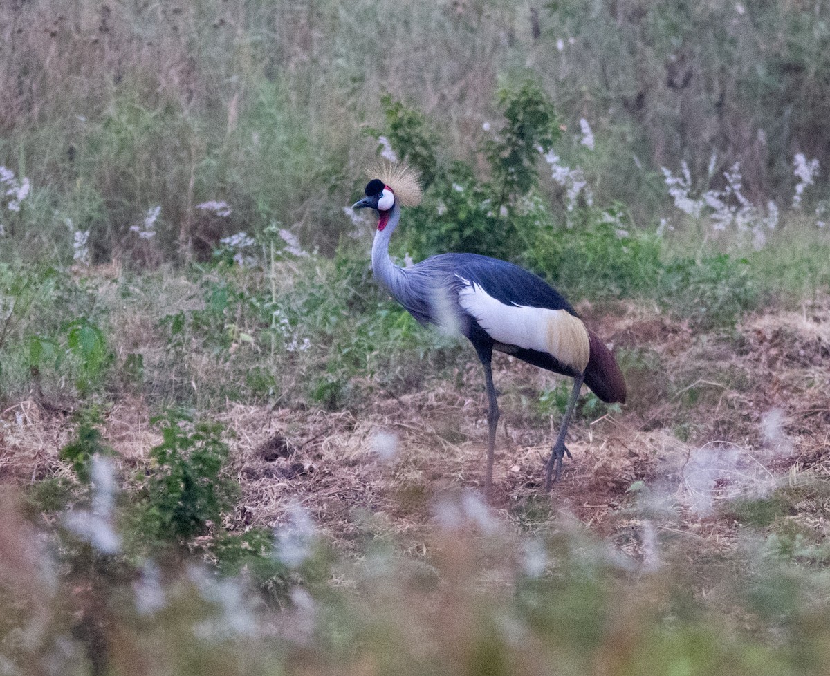 Gru coronata orientale - ML639362485