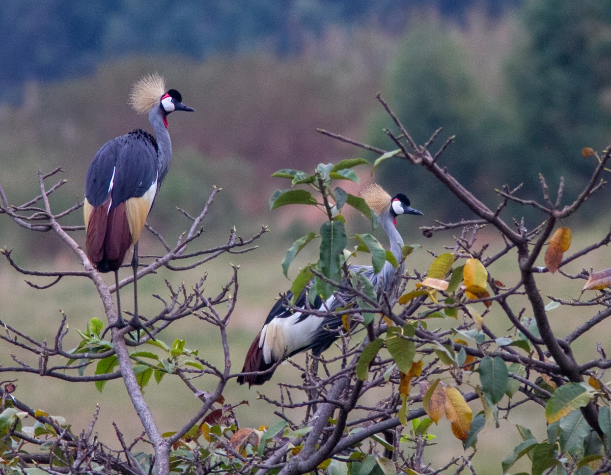 Gru coronata orientale - ML639362488