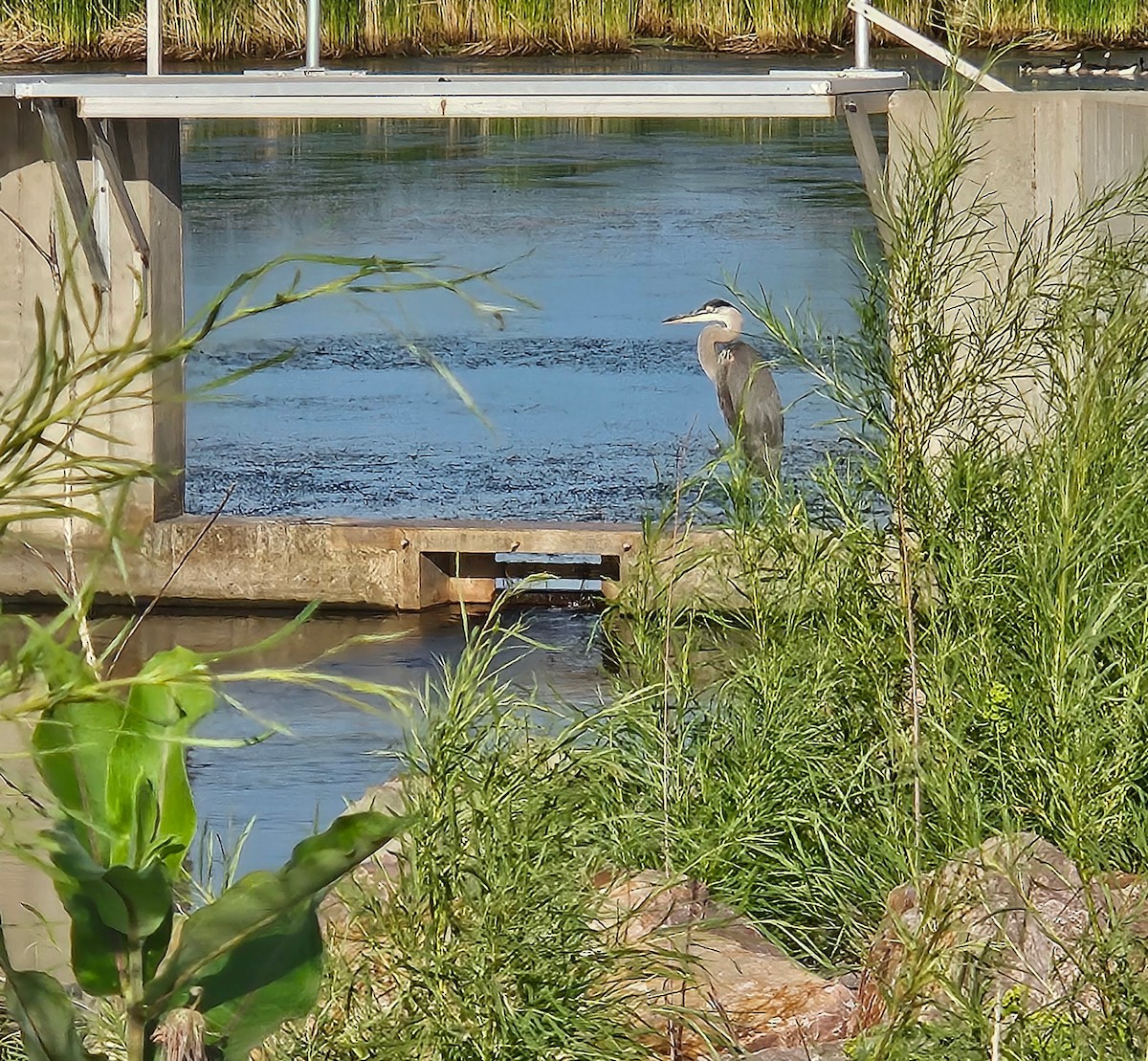 Great Blue Heron - ML639362637
