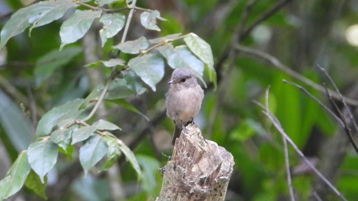 African Dusky Flycatcher - ML639362878