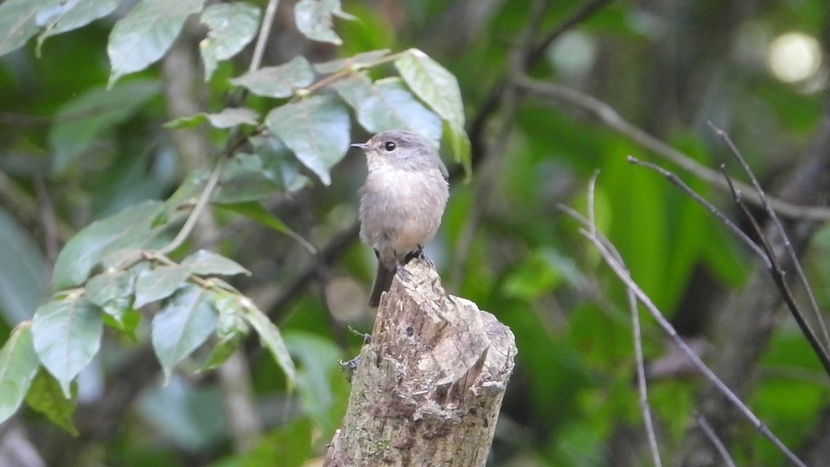 African Dusky Flycatcher - ML639362879