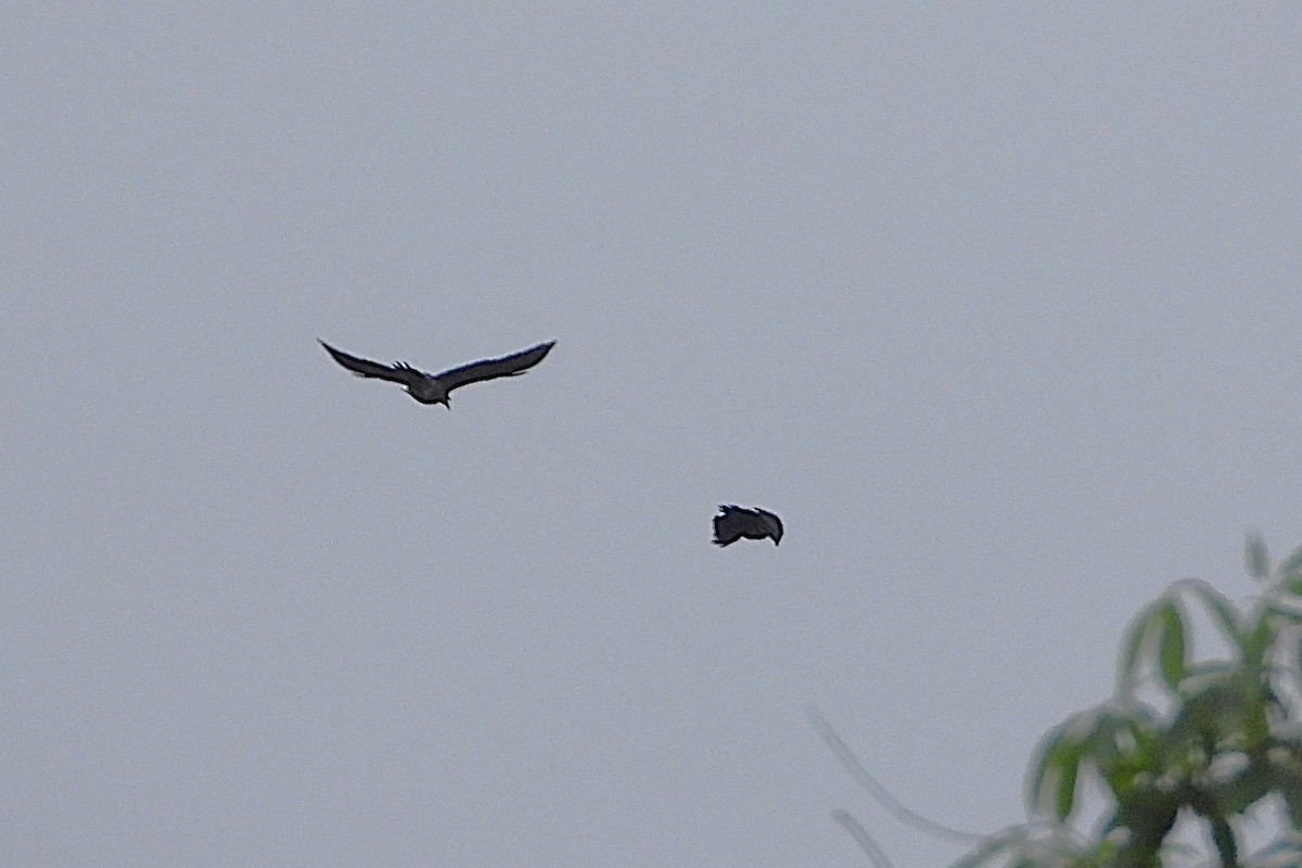 Great Slaty Woodpecker - ML639362932