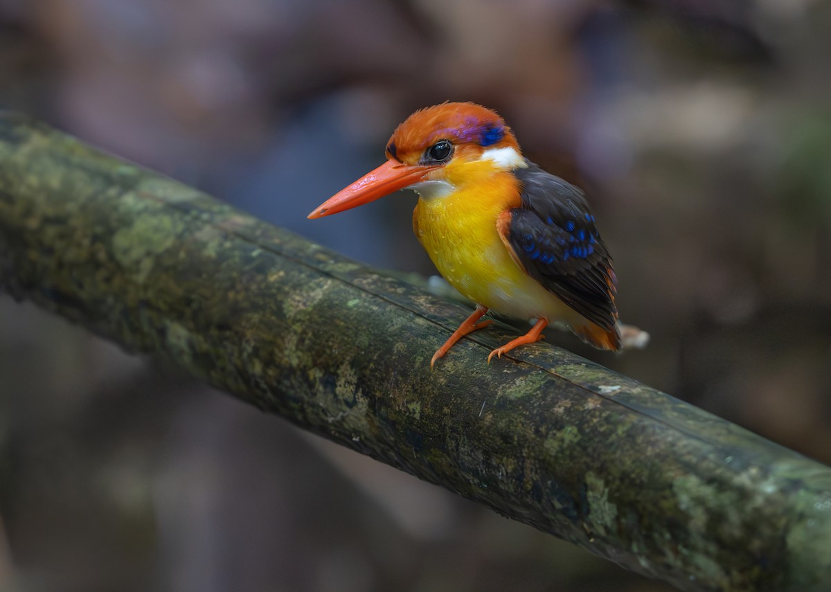 Black-backed Dwarf-Kingfisher - ML639362987