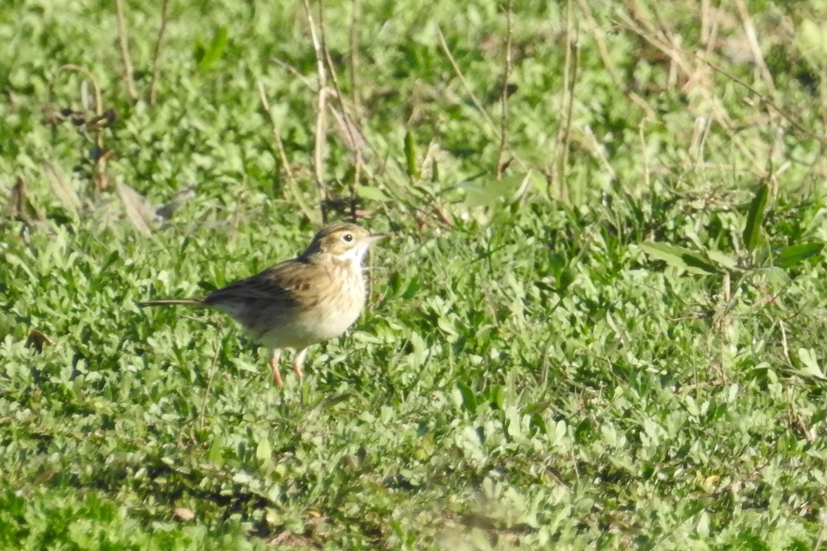 Bisbita Neozelandés (grupo australis) - ML63936301