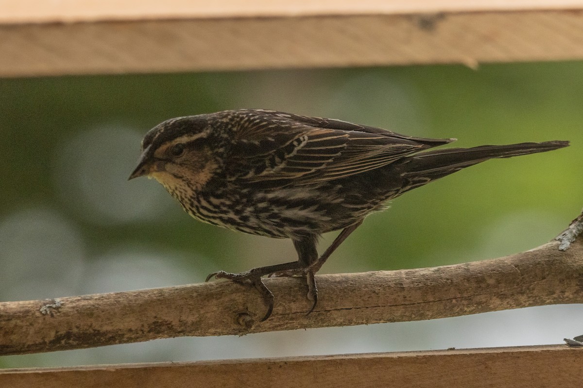 Red-winged Blackbird - ML639363045