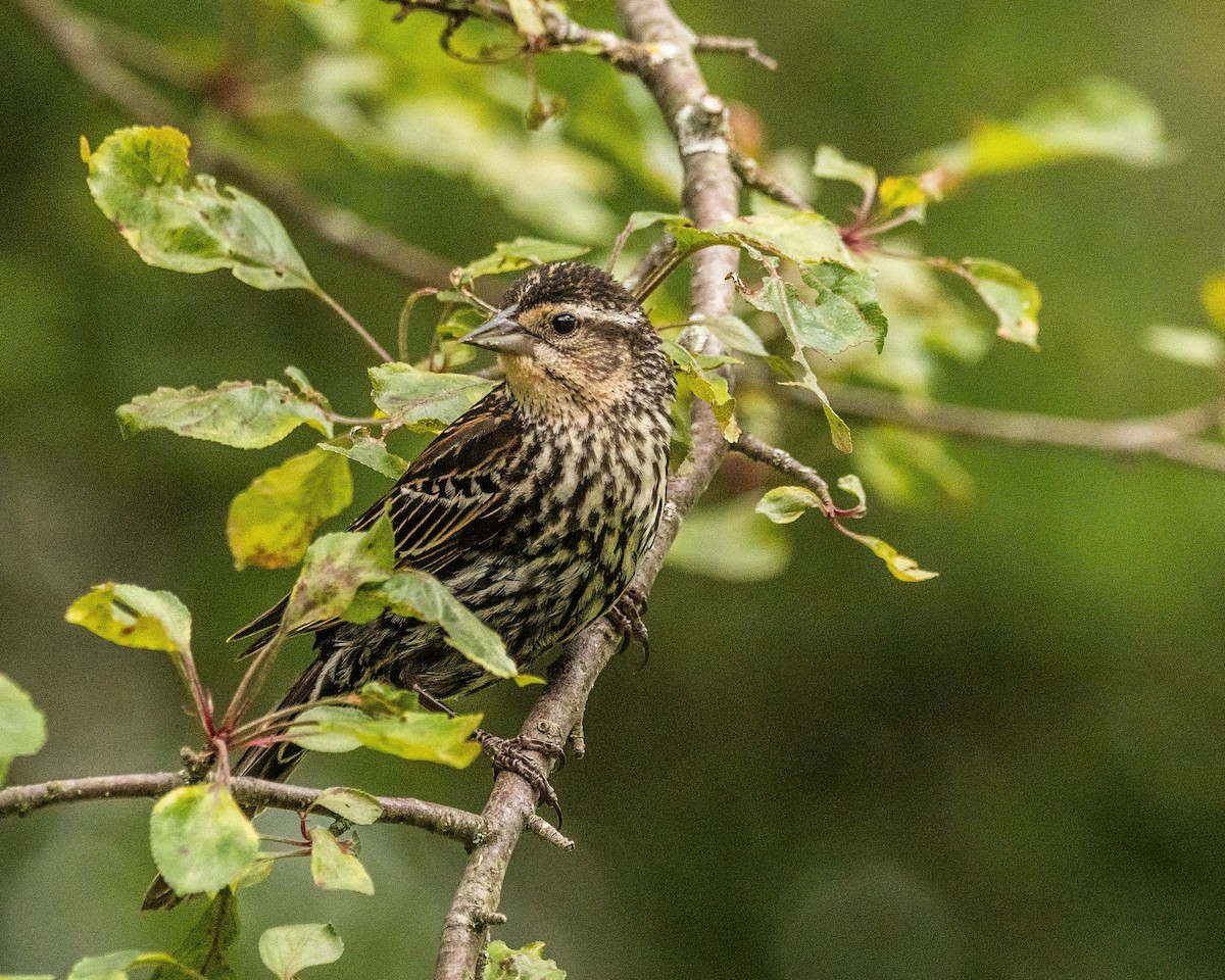 Red-winged Blackbird - ML639363046