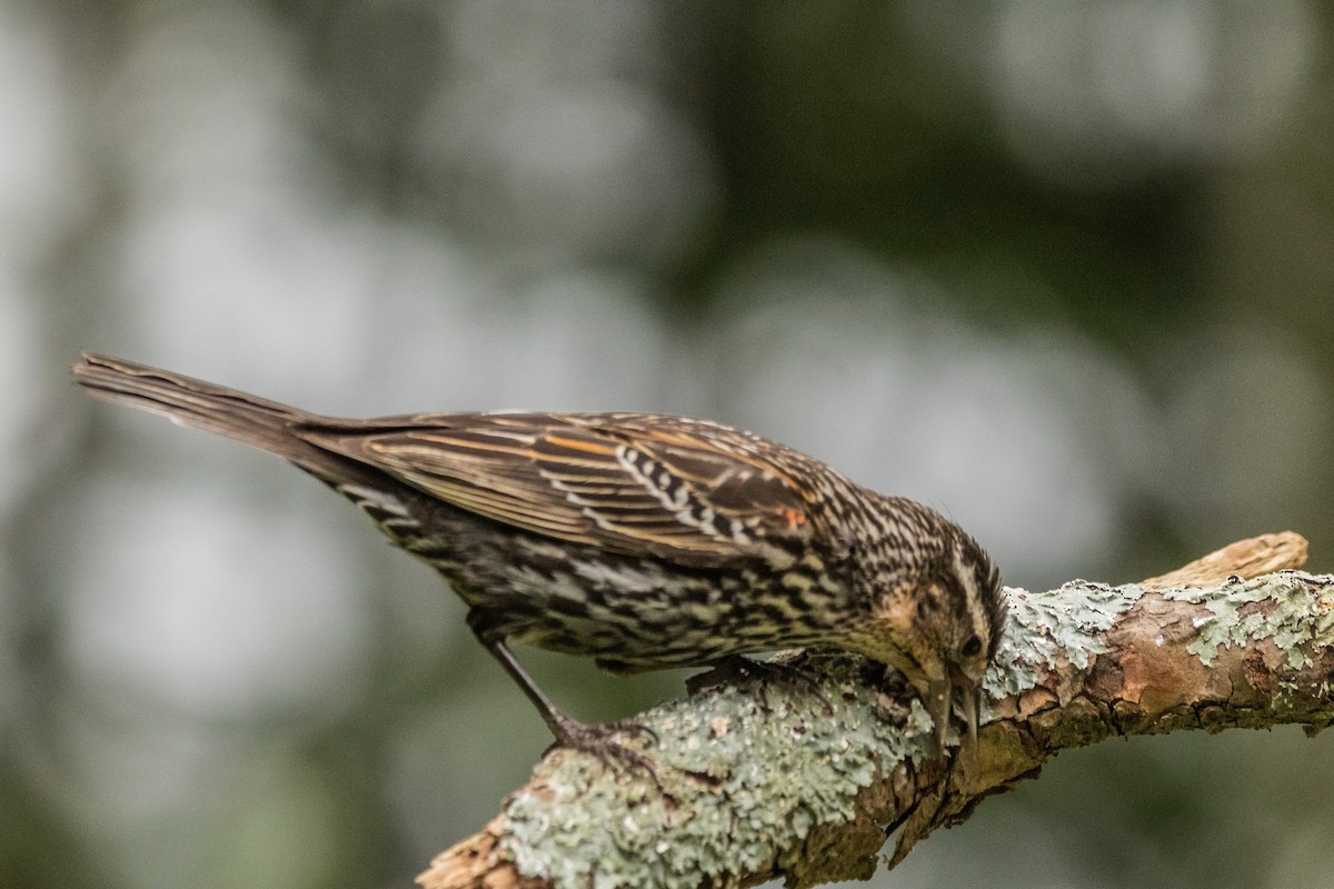 Red-winged Blackbird - ML639363048