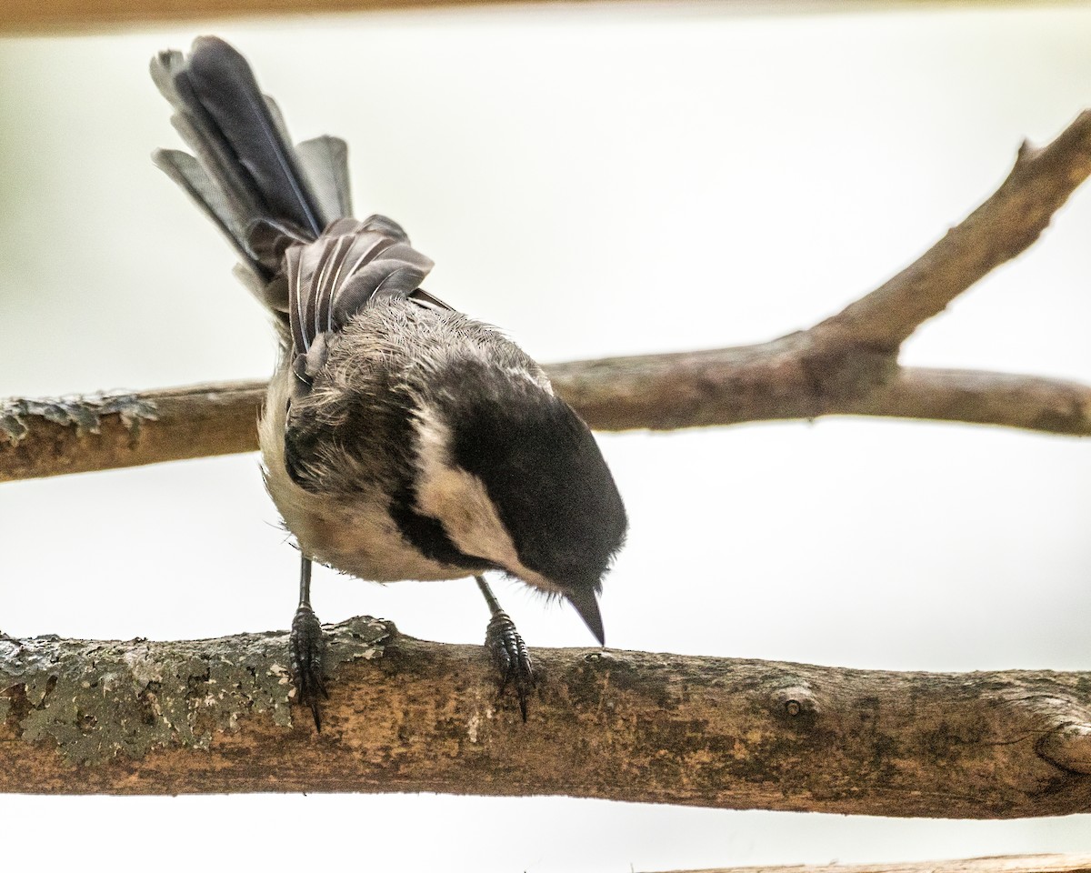 Black-capped Chickadee - ML639363057