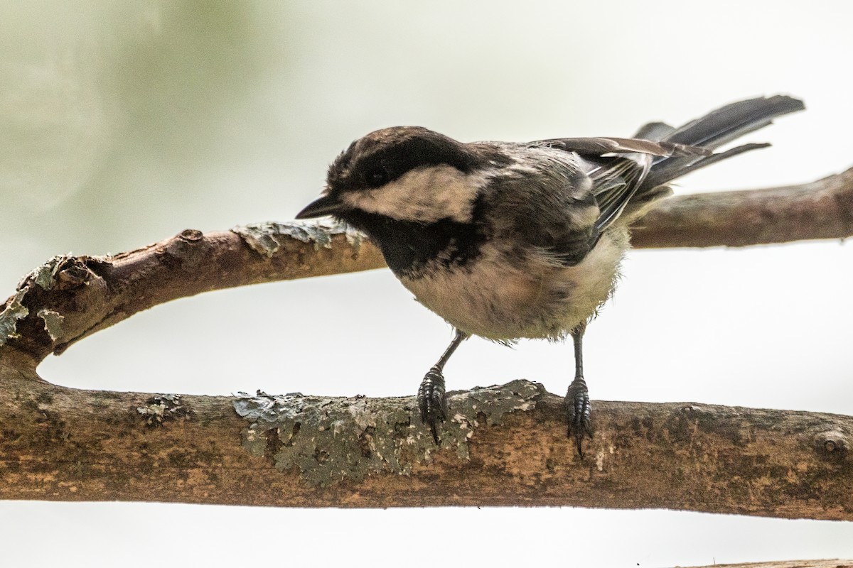 Black-capped Chickadee - ML639363058