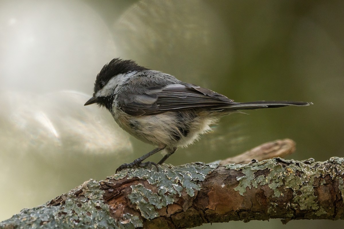 Black-capped Chickadee - ML639363059