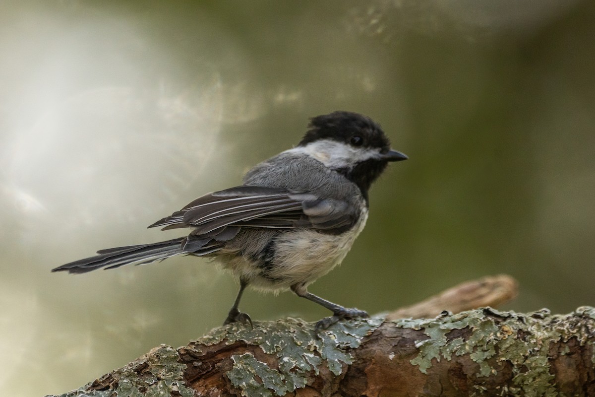 Black-capped Chickadee - ML639363060