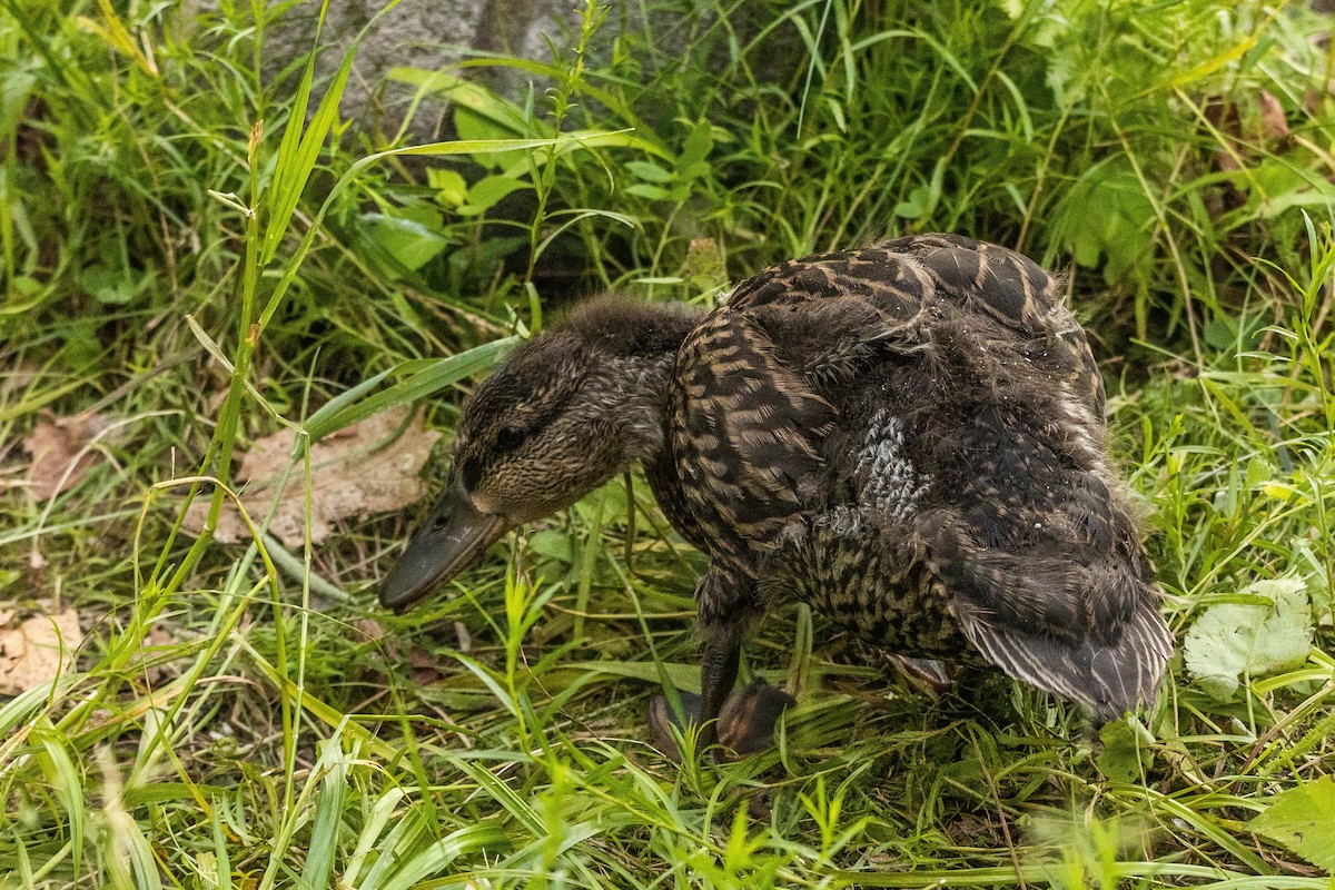American Black Duck - ML639363062