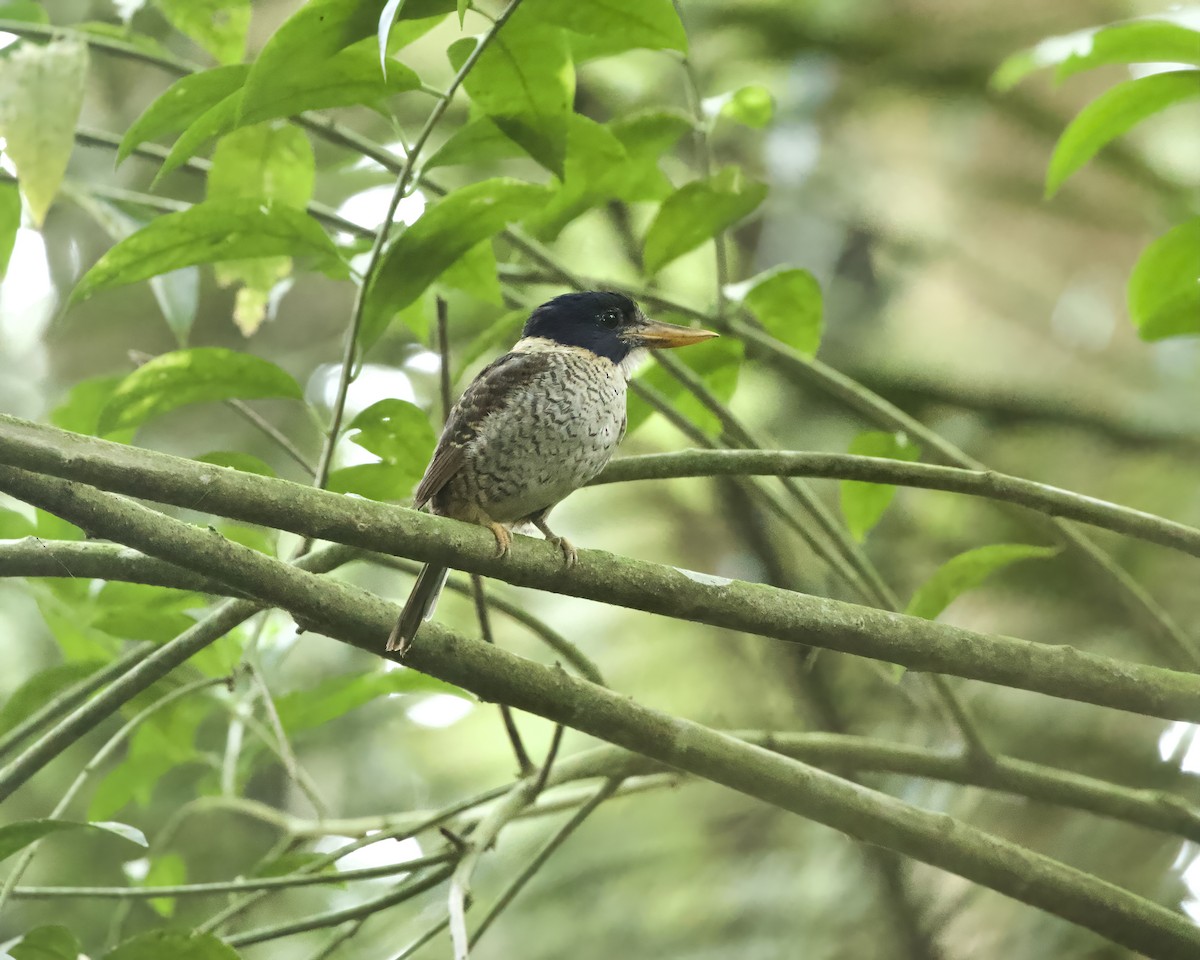 Scaly-breasted Kingfisher (Scaly-breasted) - ML639363087