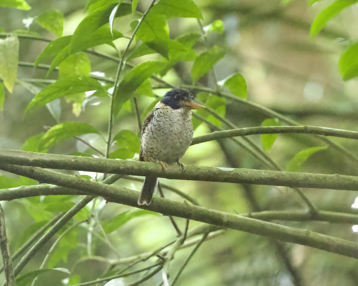 Scaly-breasted Kingfisher (Scaly-breasted) - ML639363089