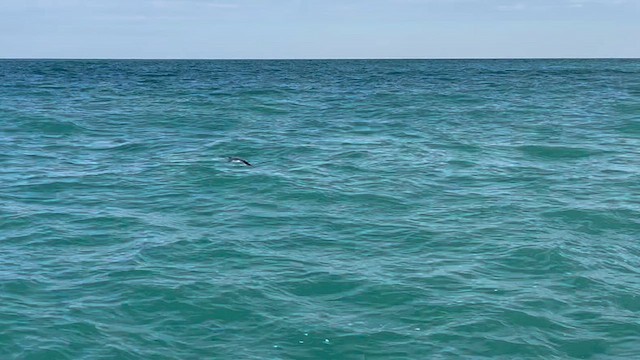 Manx Shearwater - ML639363131