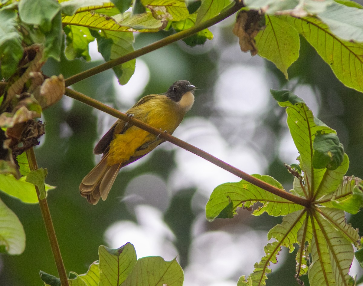 Red-tailed Greenbul - ML639363158