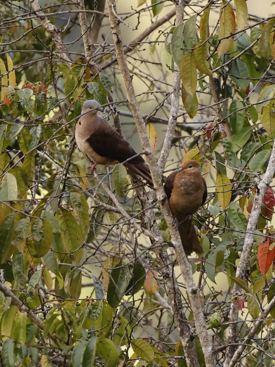 Amboyna Cuckoo-Dove - ML639363316