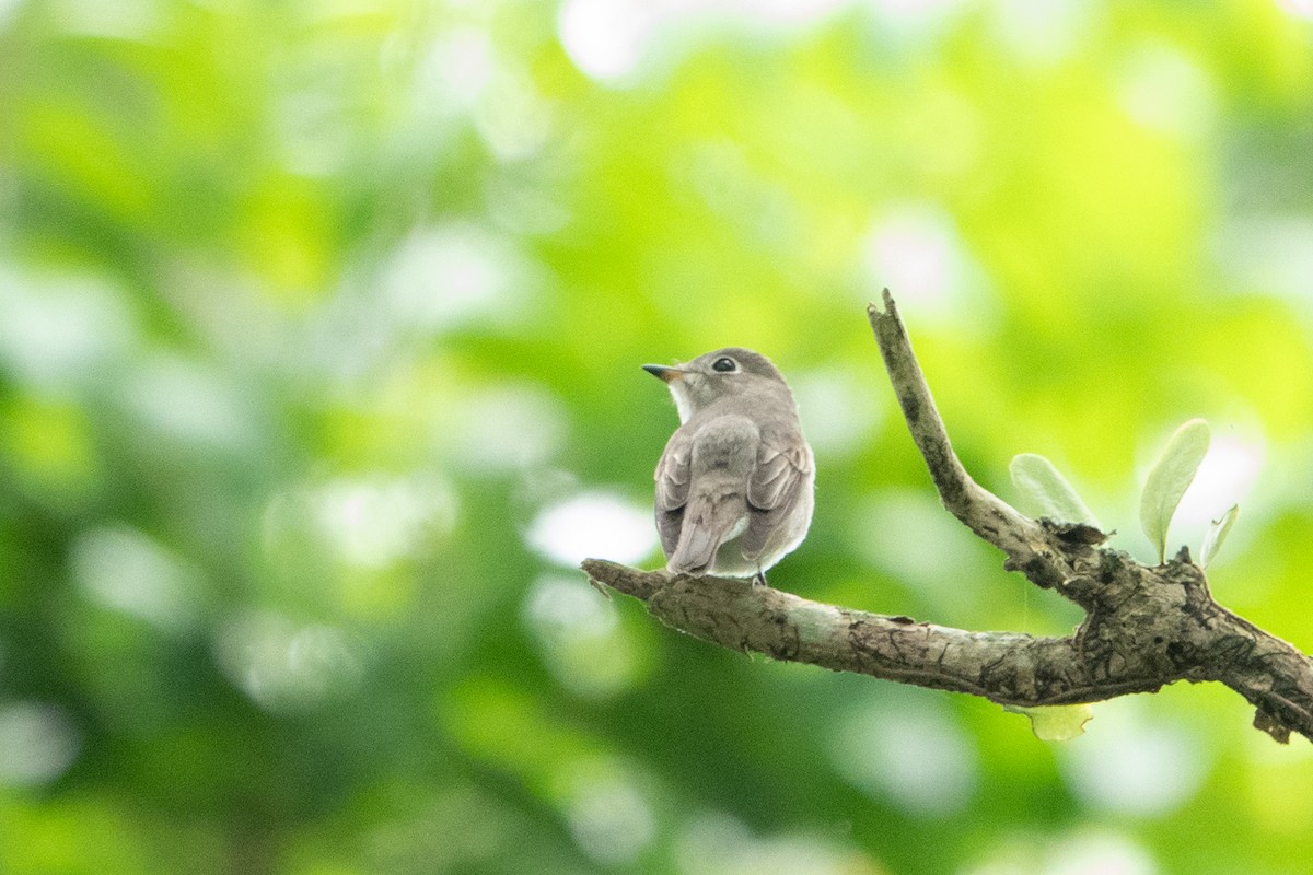 Asian Brown Flycatcher - ML639363326