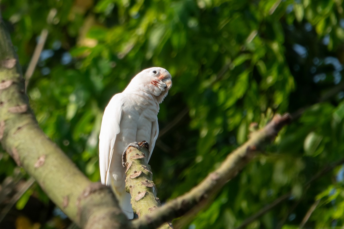 Tanimbar Corella - ML639363360