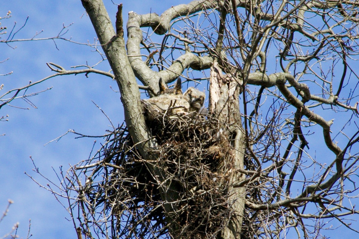 Great Horned Owl - ML639363408