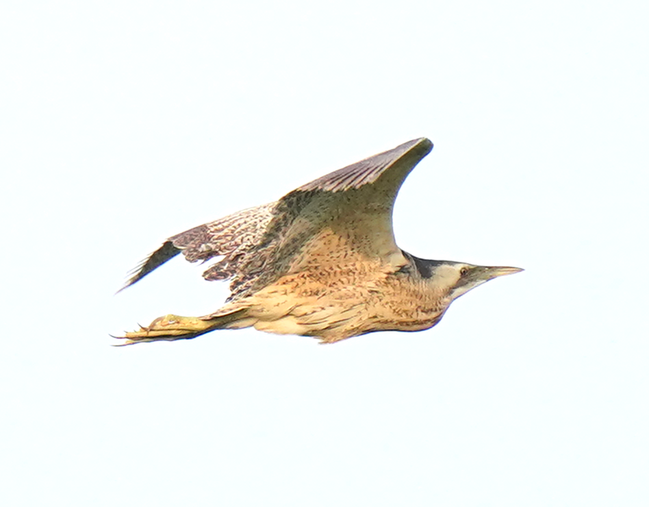 Eurasian Bittern - ML639363512