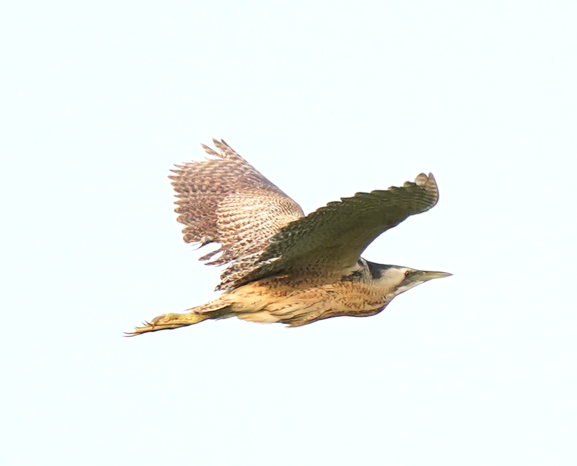 Eurasian Bittern - ML639363513
