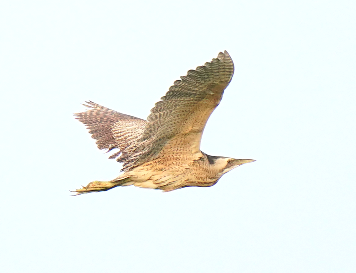 Eurasian Bittern - ML639363514