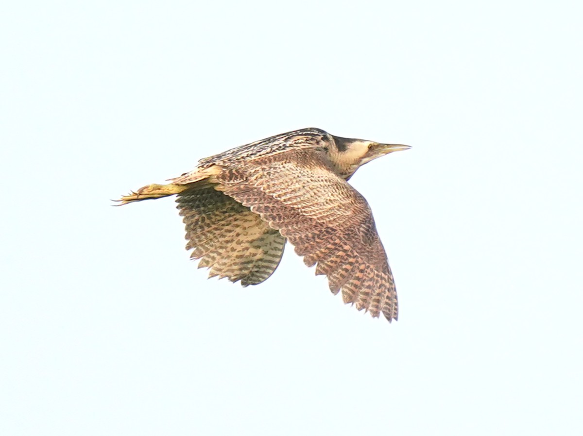 Eurasian Bittern - ML639363515