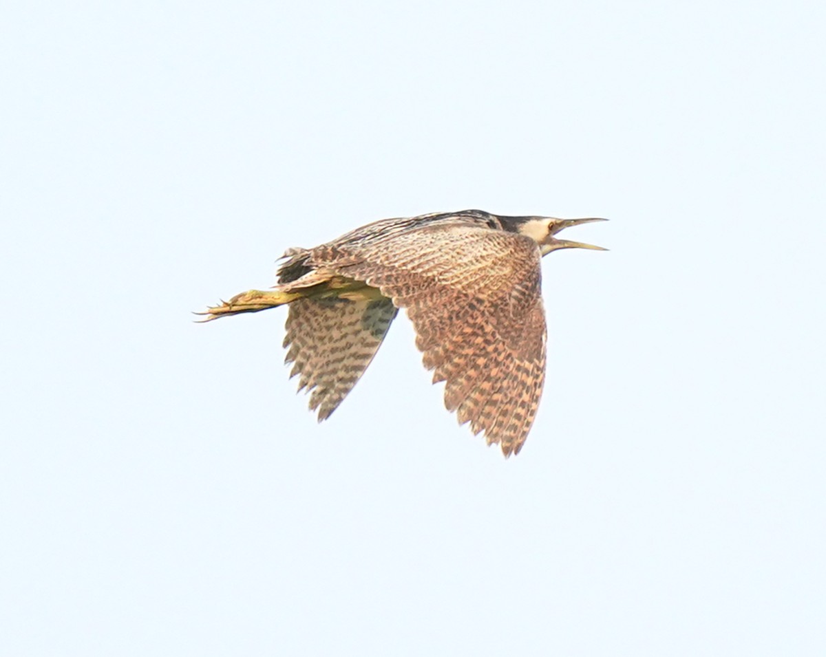 Eurasian Bittern - ML639363516