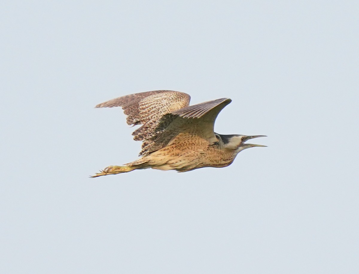 Eurasian Bittern - ML639363517