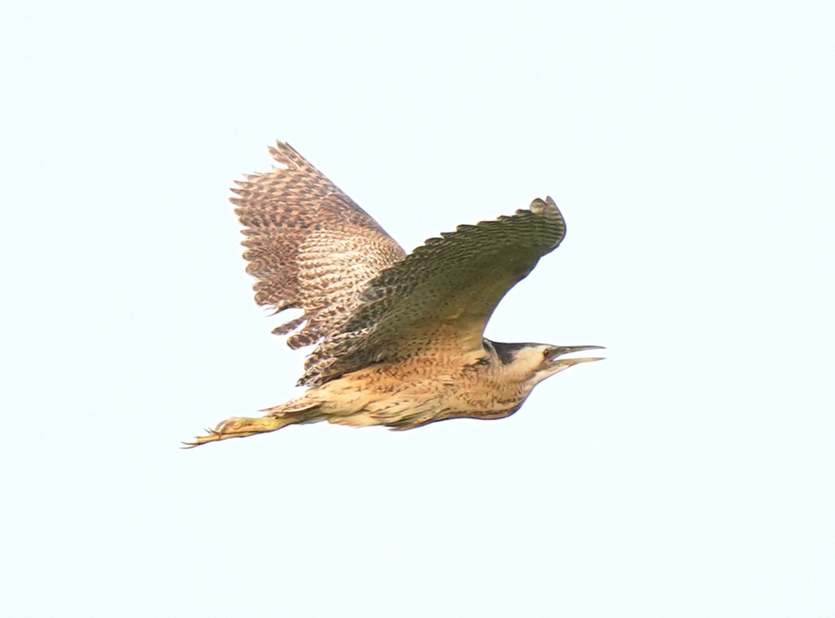 Eurasian Bittern - ML639363518