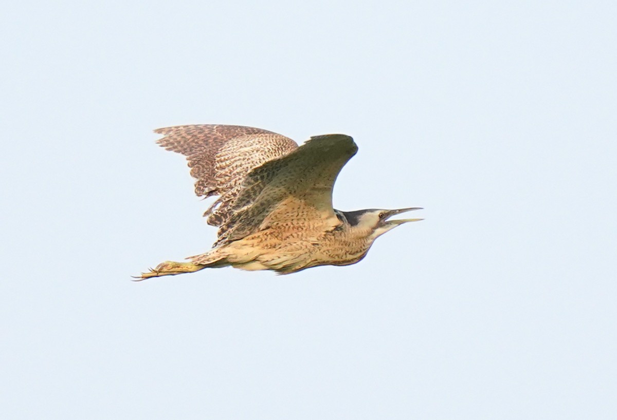 Eurasian Bittern - ML639363520