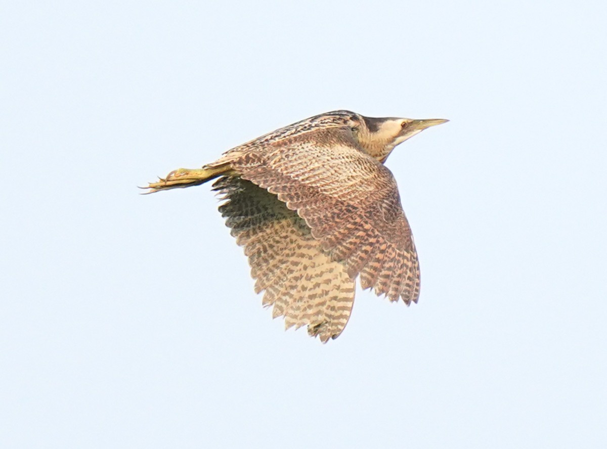 Eurasian Bittern - ML639363521