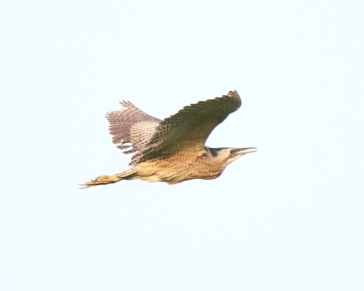 Eurasian Bittern - ML639363522