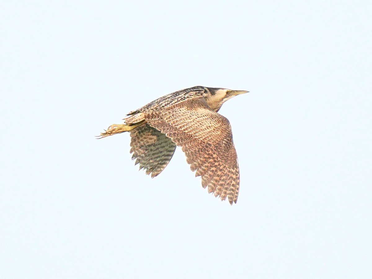 Eurasian Bittern - ML639363523