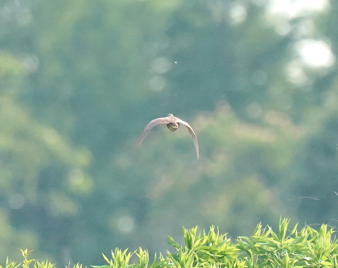 Cinnamon Bittern - ML639363527