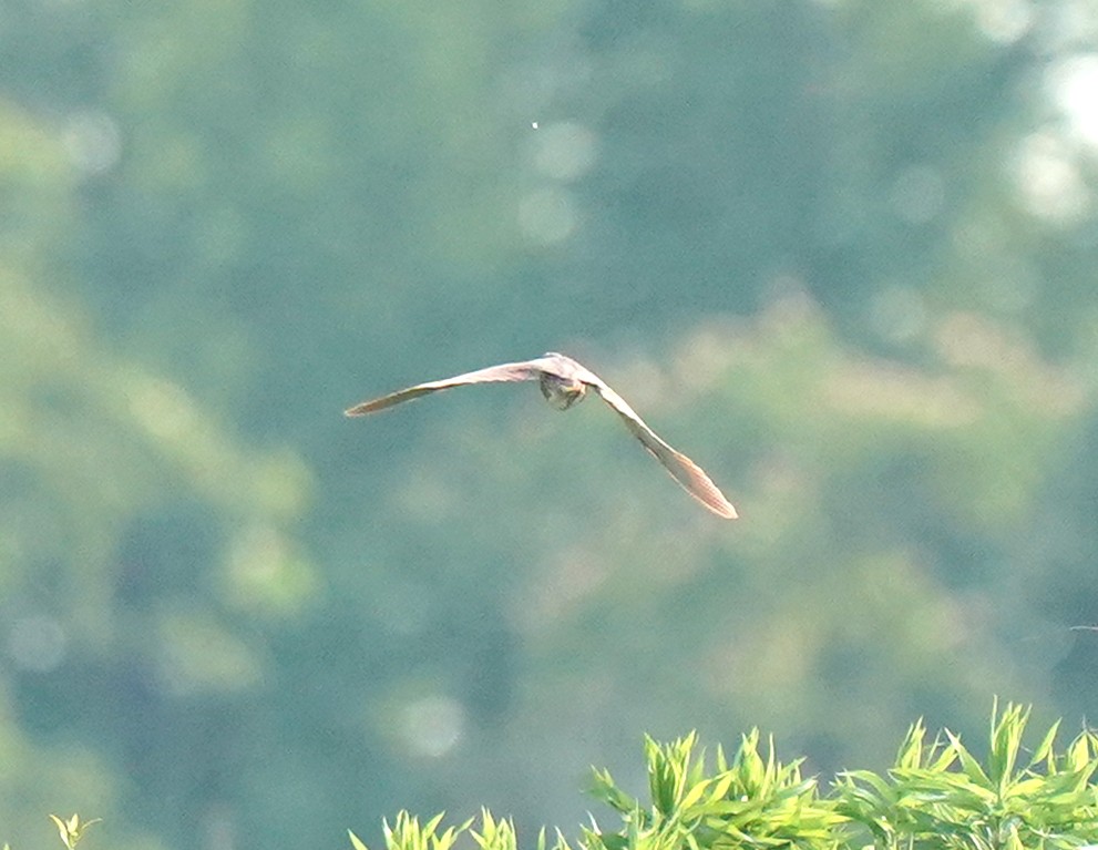 Cinnamon Bittern - ML639363528